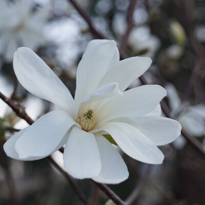 Magnolia loebneri 'Merrill' (4)